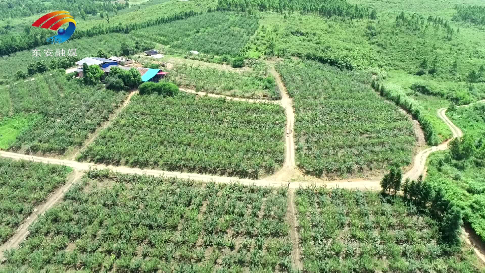 東安周際據(jù)：生態(tài)種植翠冠梨豐收俏市場(chǎng)