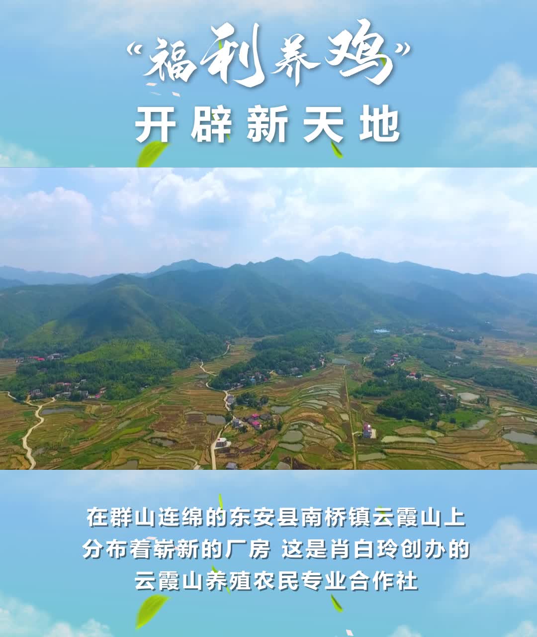 80后小姐姐“福利養(yǎng)雞”開辟新天地