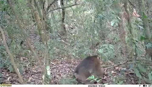 首次發現！東安舜皇山國家級自然保護區管理局拍到國家二級重點保護動物——藏酋猴