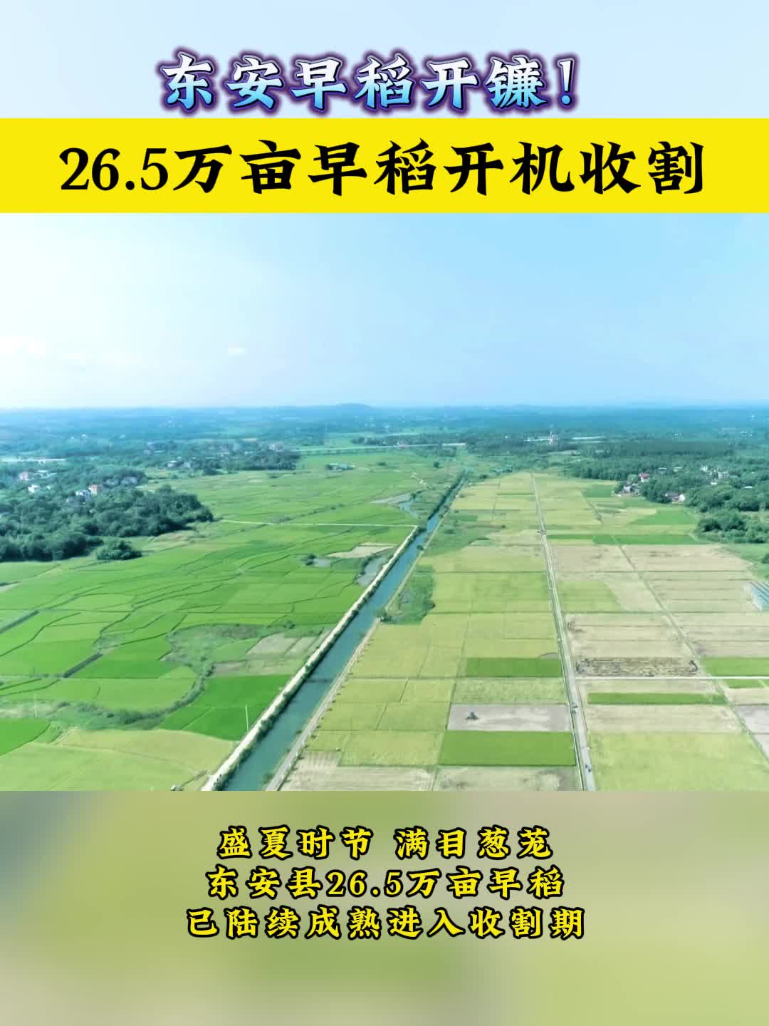 东安：26.5万亩早稻收割忙