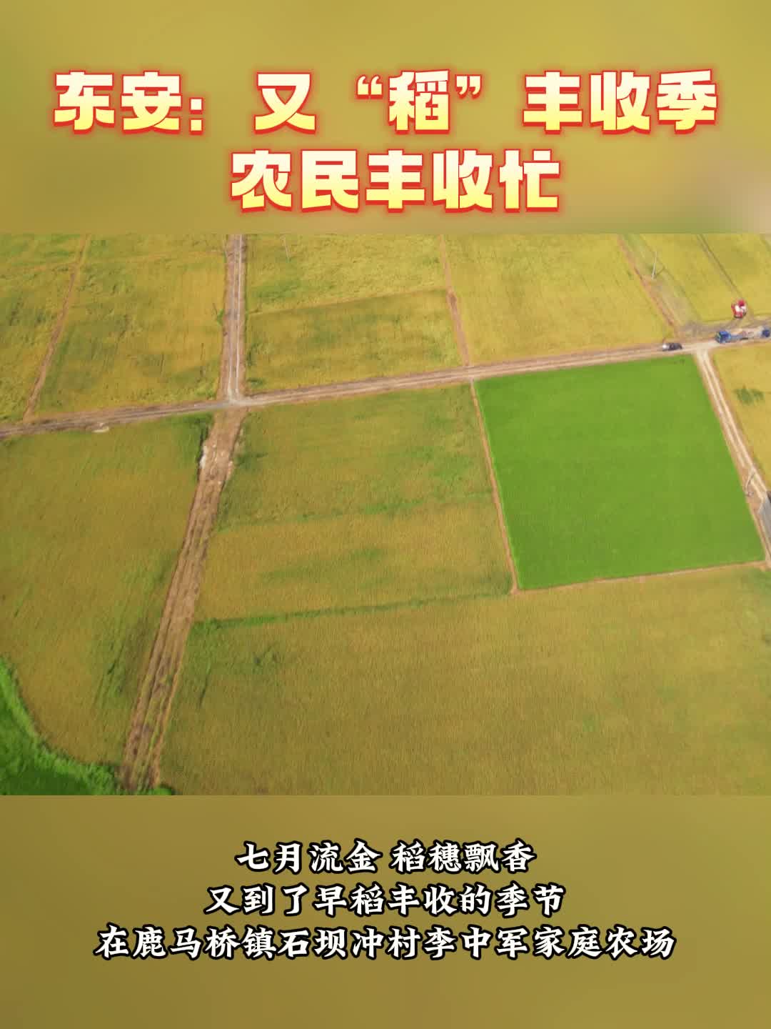 东安：又“稻”丰收季 农民丰收忙