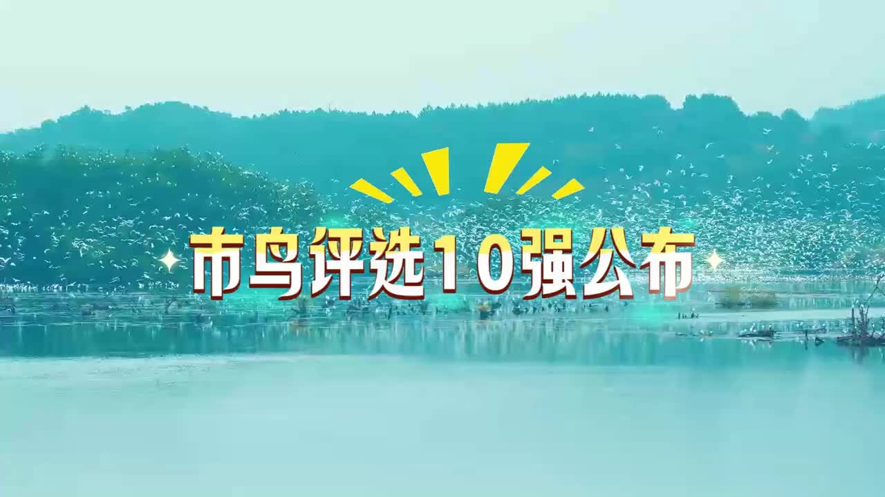 市鳥評選10強公布
