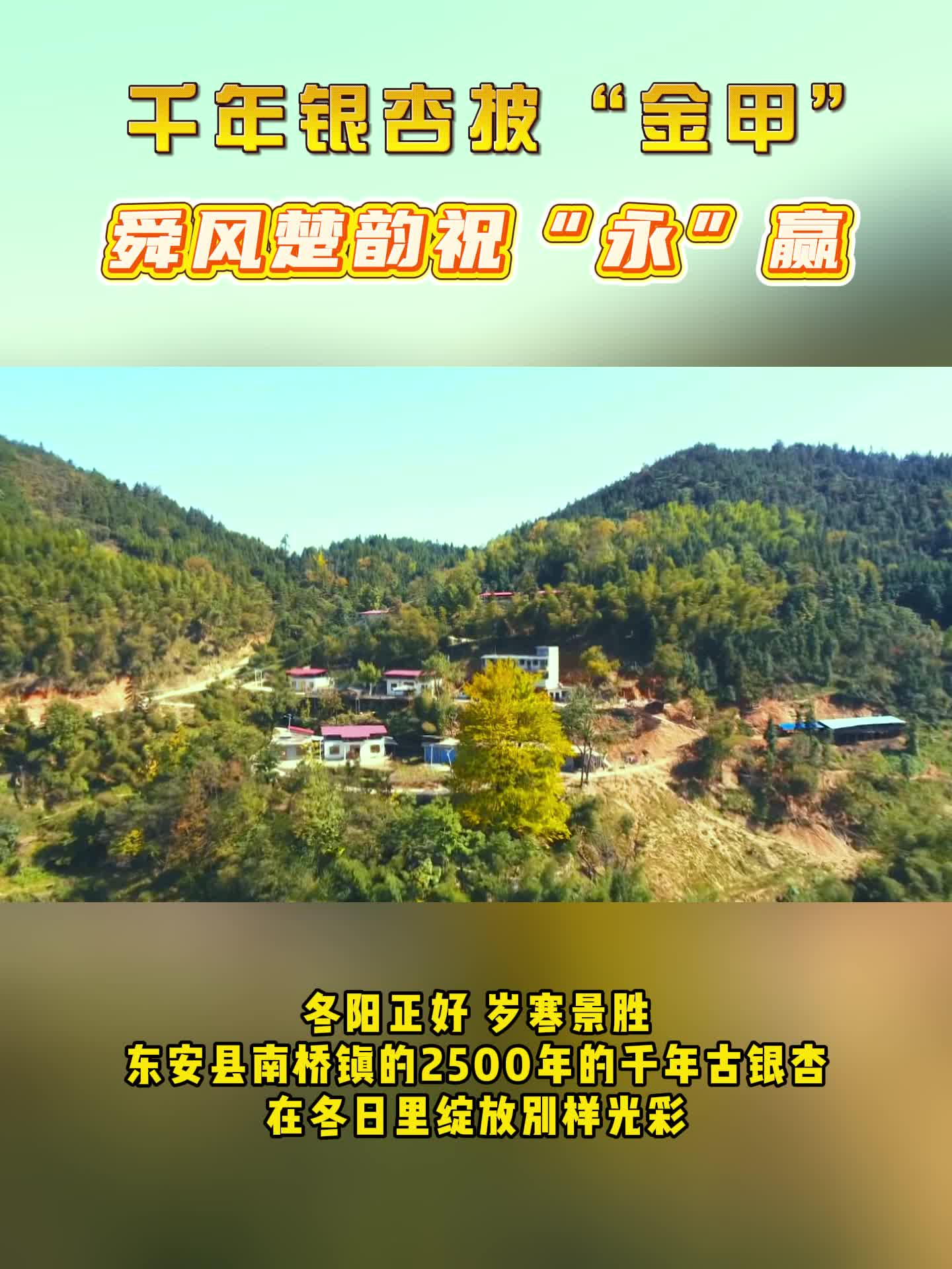 东安：千年银杏披“金甲” 冬景引客来