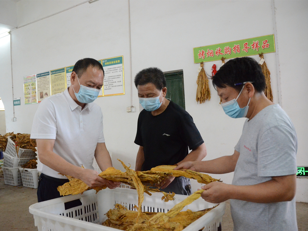 李勁濤調研指導大盛鎮(zhèn)烤煙收購工作