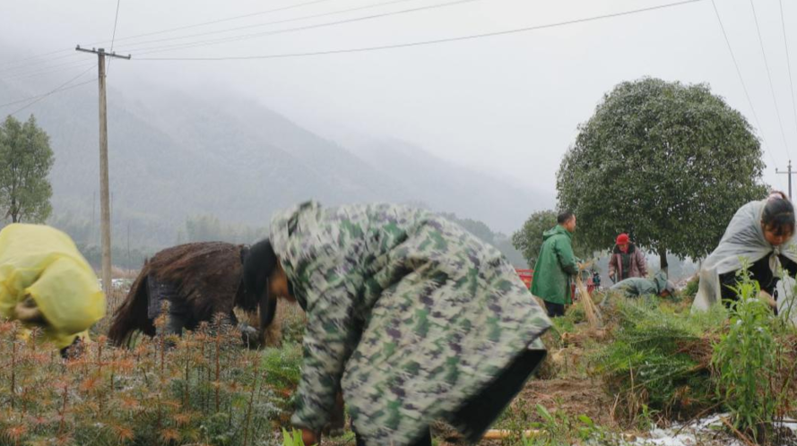 东安：苗圃开园早  苗商四面来