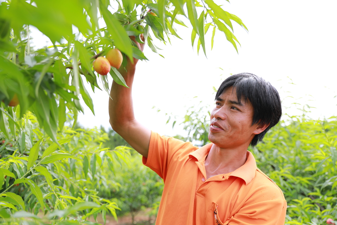 孫元：棄商種黃桃 荒山闖富路