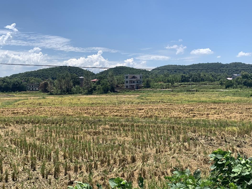 橫塘鎮：加強田間管理，促進再生稻穩產豐收