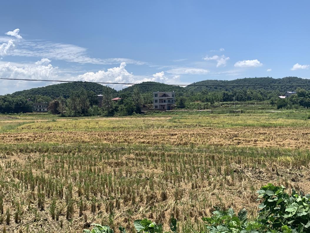 横塘镇：加强田间管理，促进再生稻稳产丰收