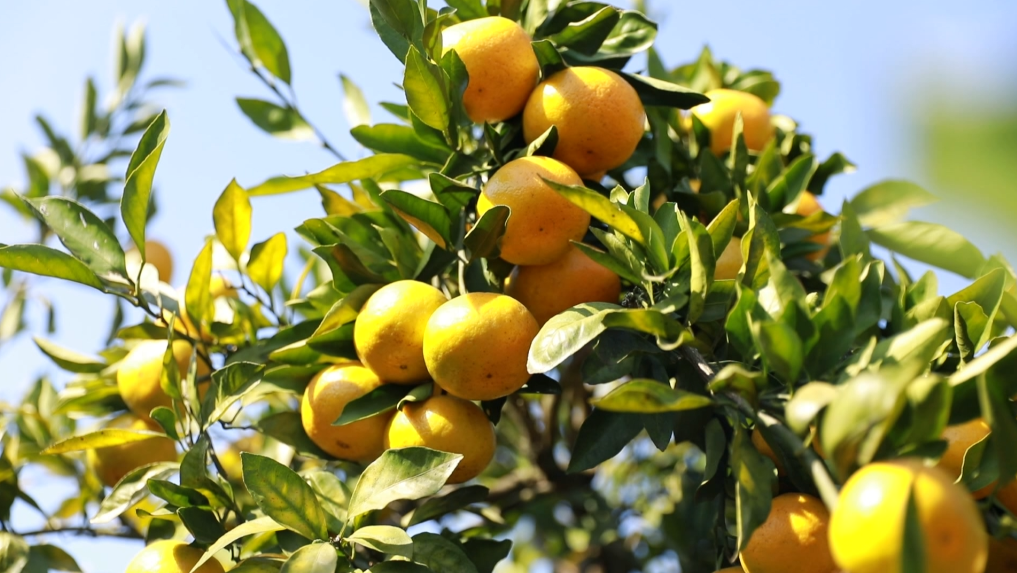 东安大庙口：两万亩柑橘旱年不减收