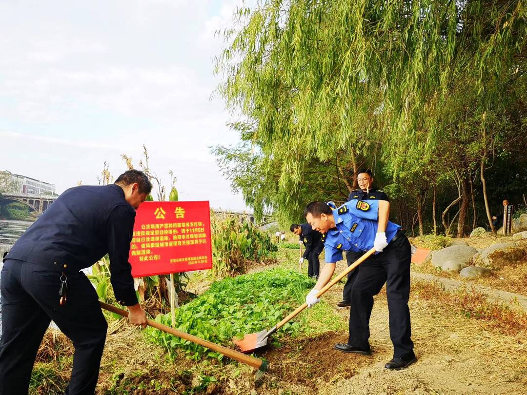 東安城管開展違規(guī)菜地集中清理行動