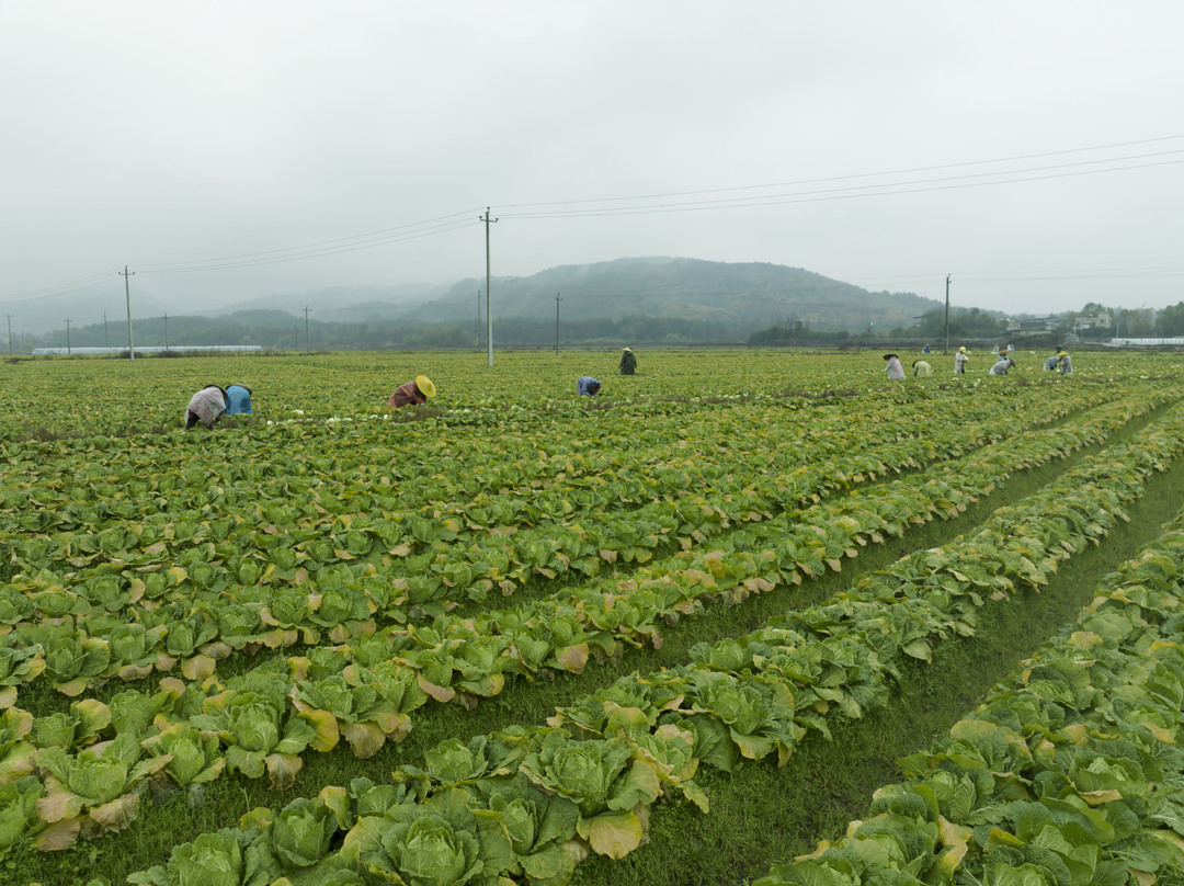 東安：30萬斤黃心大白菜熱銷粵港澳