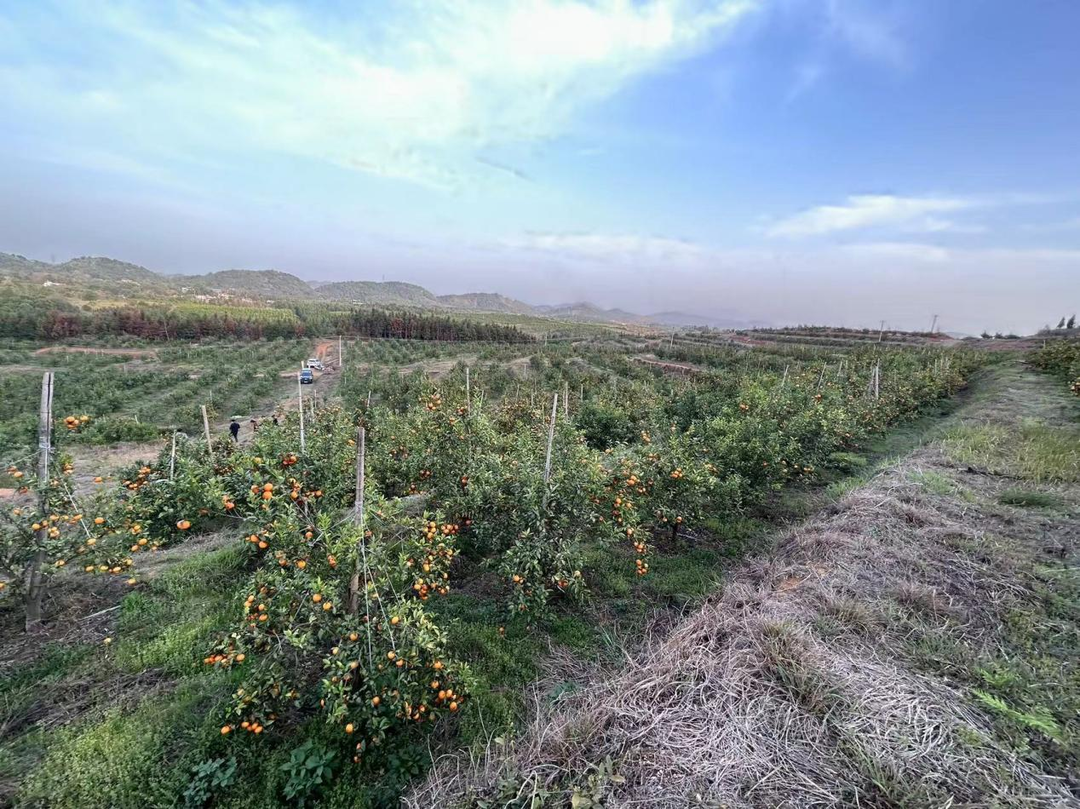 【好评中国】横塘镇：柑橘产业绘就乡村振兴之路