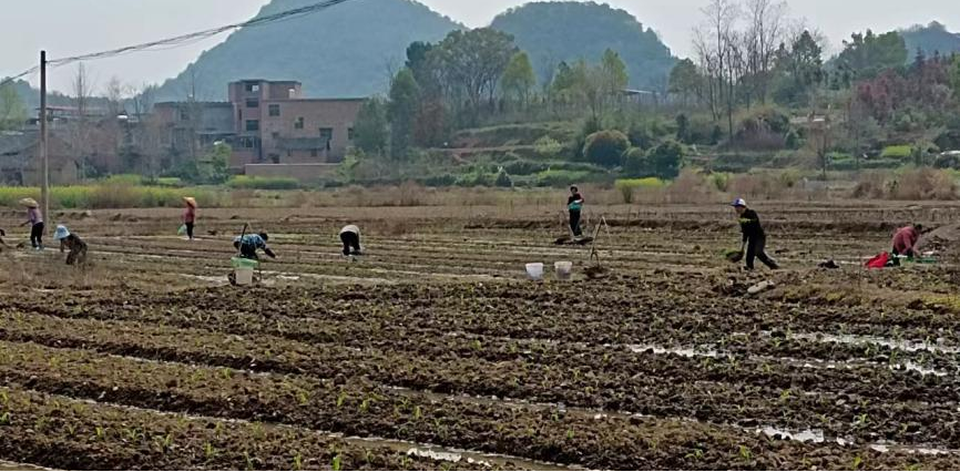 新圩江鎮：“春玉米+晚稻”種植模式促農增收