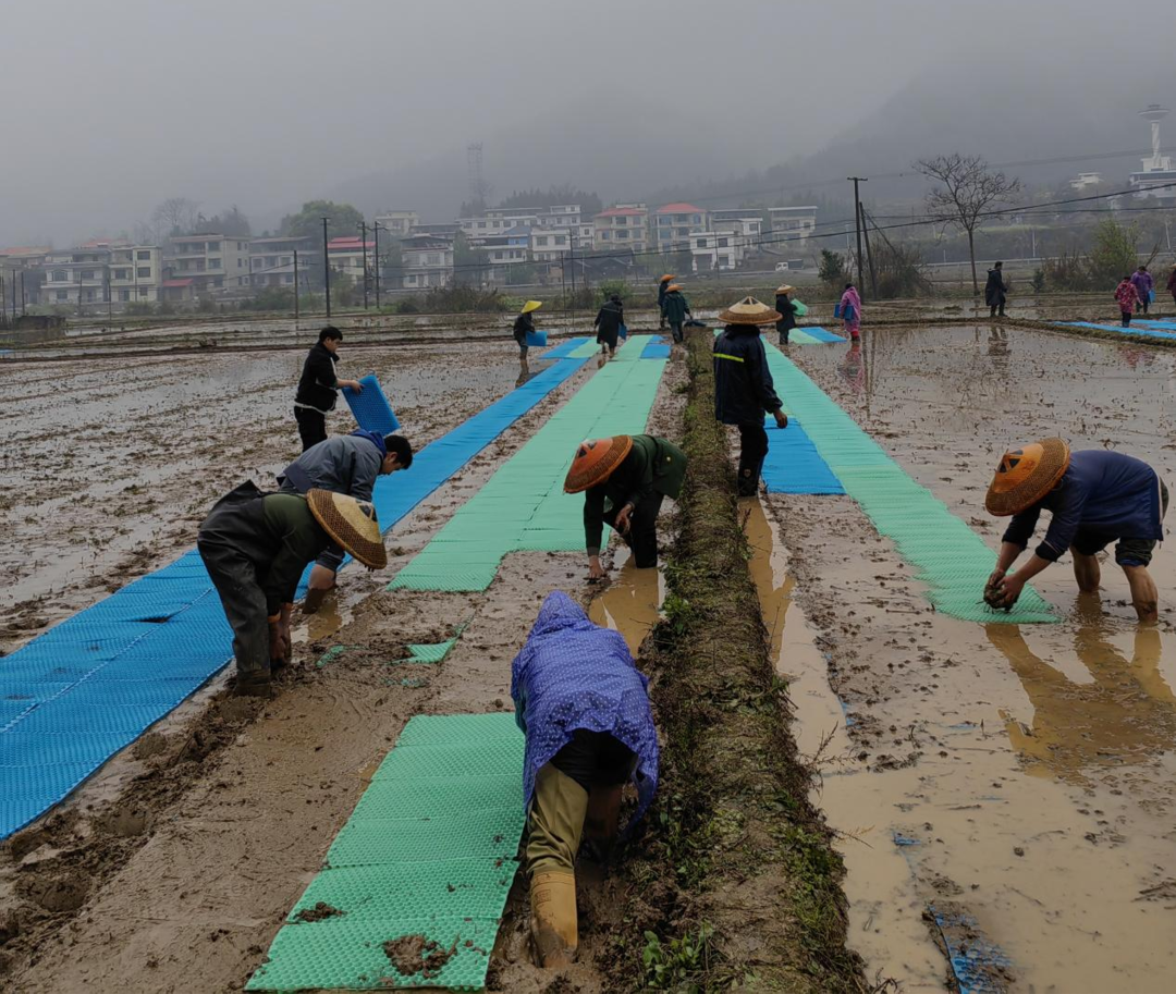 大盛鎮：發揮黨建引領 助力春播春種