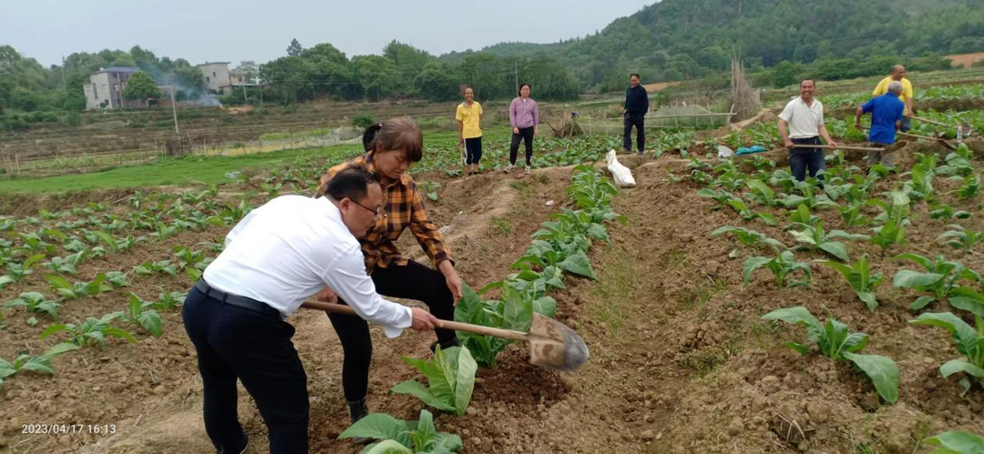 石期市鎮(zhèn)：人勤春來早 烤煙備耕忙