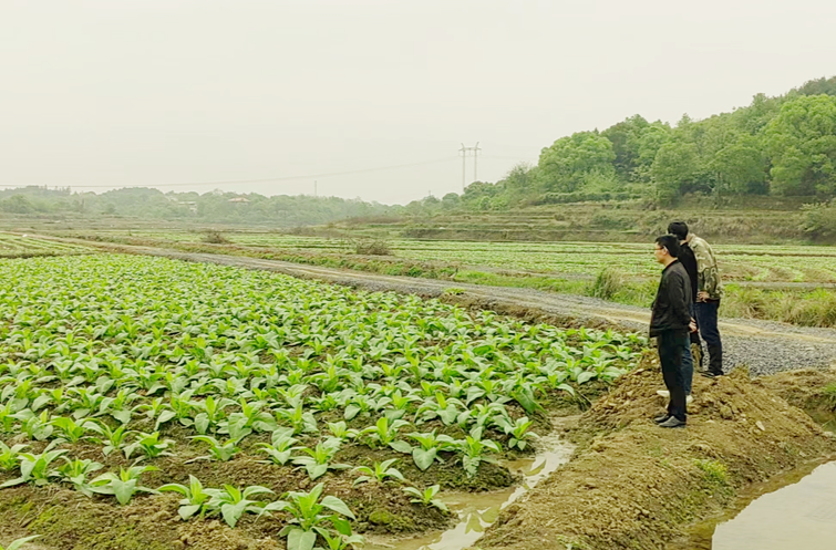 石期市鎮：護航烤煙生產 助力鄉村振興