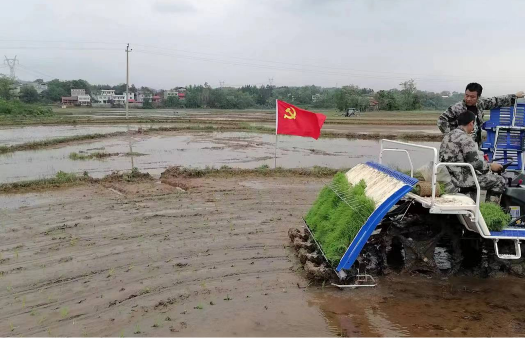 南桥镇：又是一年春耕时 早稻移栽助振兴