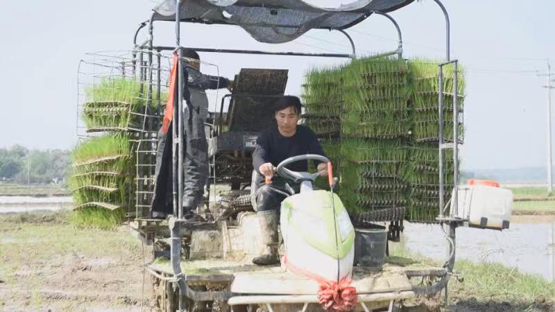 东安：百余青年包田种粮成大户