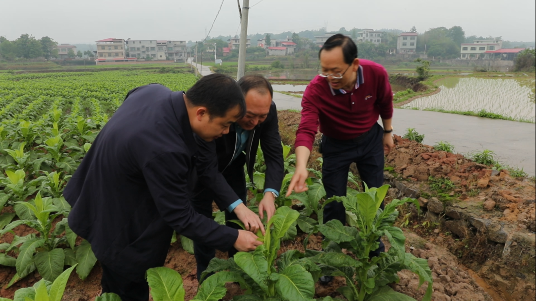 李勁濤調(diào)研烤煙生產(chǎn)工作