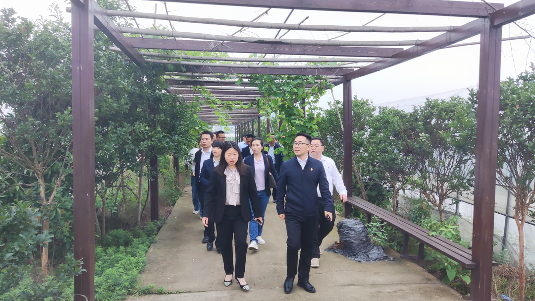 花桥镇：观摩学习促提高 党建引领谋发展