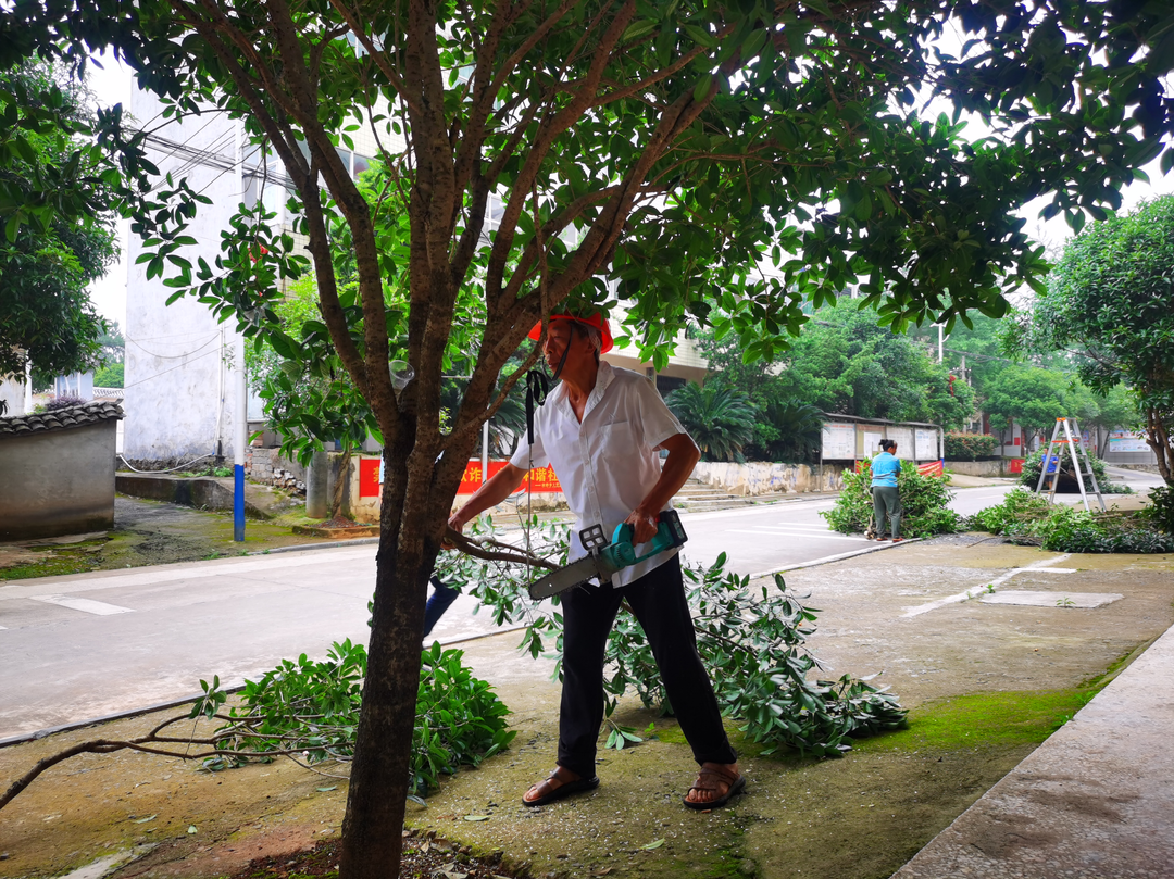 水岭乡：开展行道树修剪工作，提升集镇人居环境