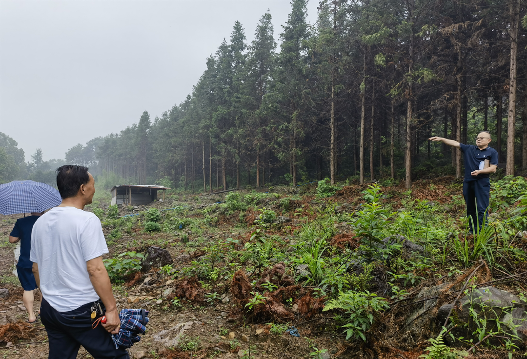 舜管局: 积极推进生物防火林带建设