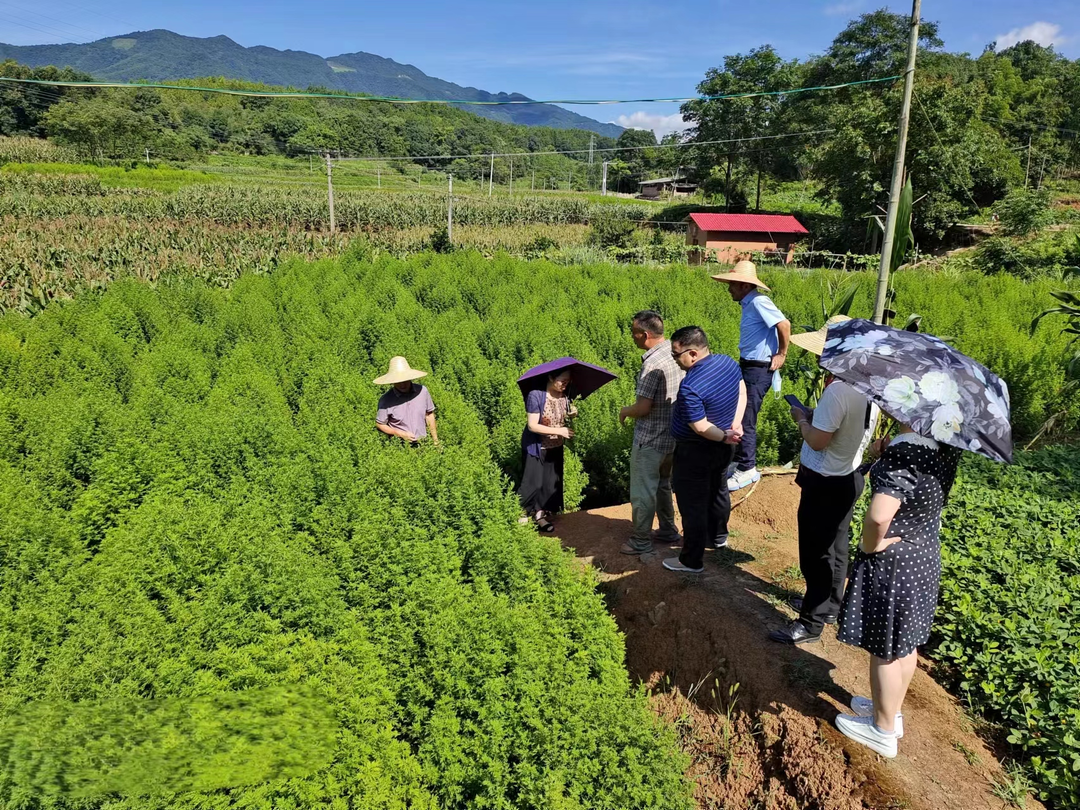 花桥镇：宣传耕地保护 保障粮食安全