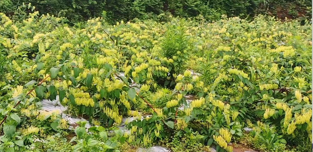 东安川岩：小小金银花开出振兴“致富花”