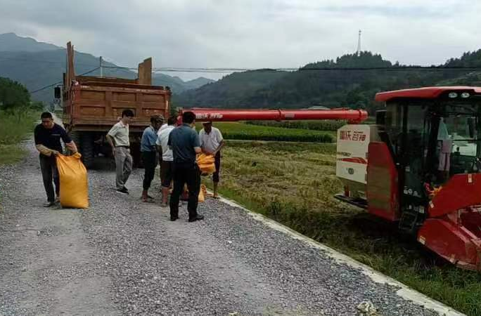 新圩江镇：双向同推进 丰收正此时
