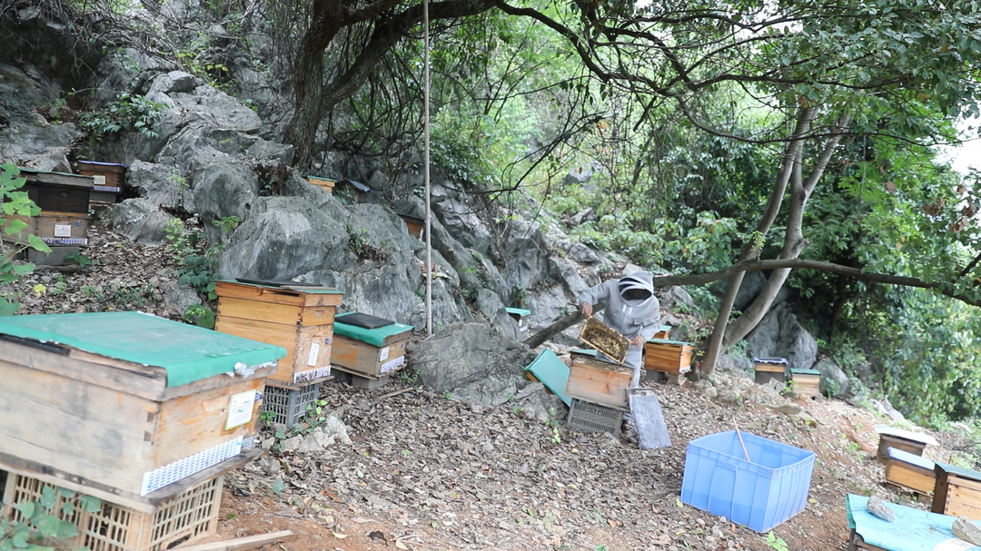 东安：养蜂人的“甜蜜事业”助力乡村振兴