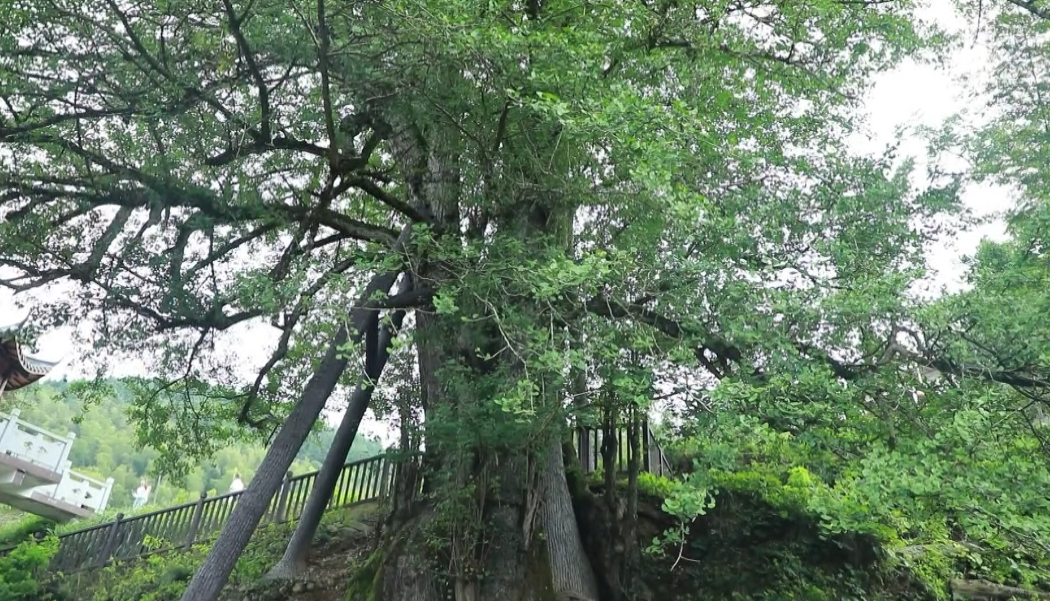 东安古银杏入选全国“双百”古树