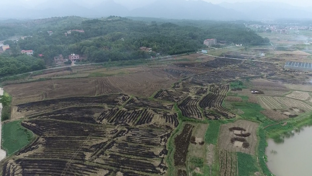 东安鹿马桥镇：万亩秋种油菜育苗忙