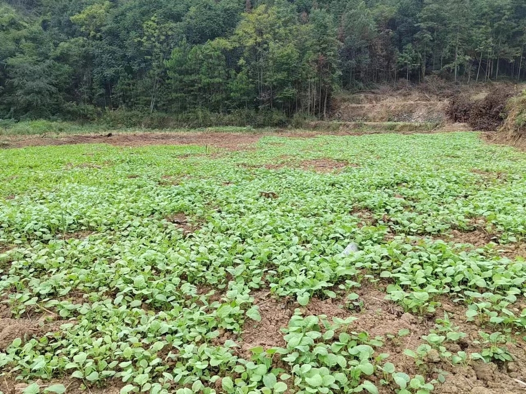 ?東安：紫溪市鎮落實秋冬種，盤活撂荒田