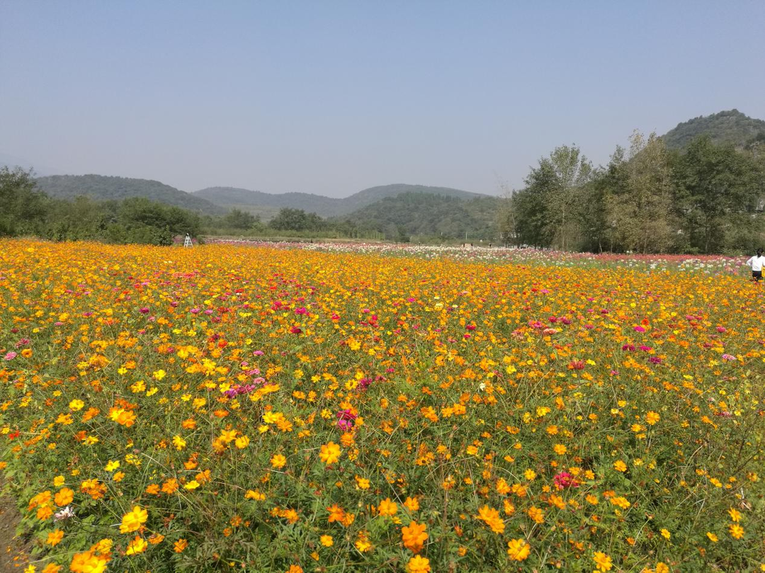 大廟口鎮：“黨建+農旅融合” 繪出鄉村振興“新風景”