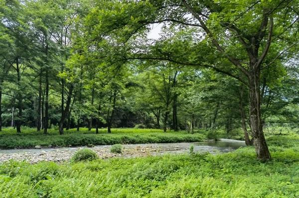 大廟口鎮：開展“護飛行動”守護候鳥生命線