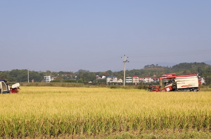 东安：二十七万亩晚稻全面收割 亩平增产十余公斤