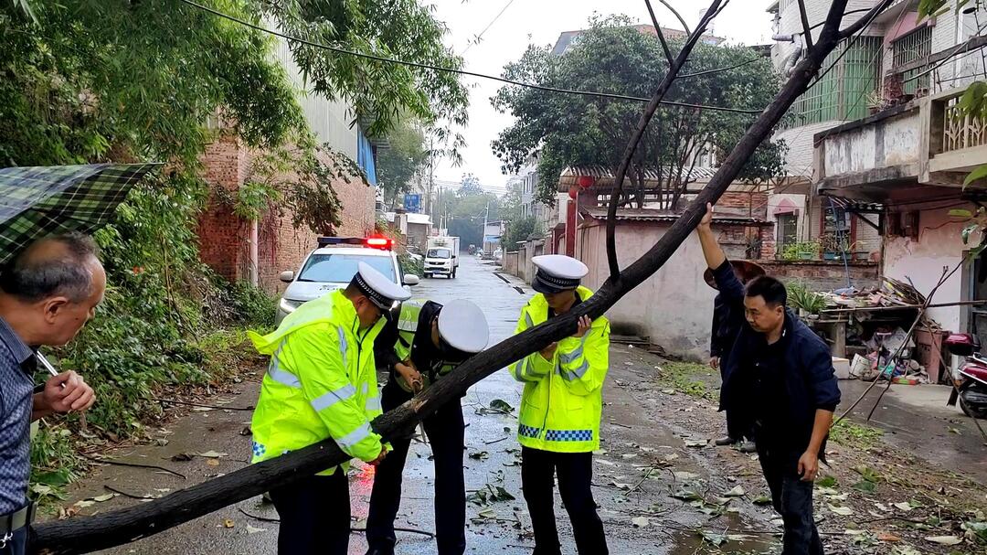 狂风吹倒大树，东安交警冒雨清理