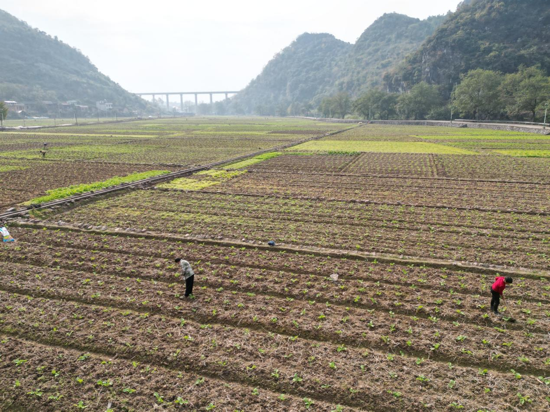東安新圩江鎮：做好田間管理 助力增產增收