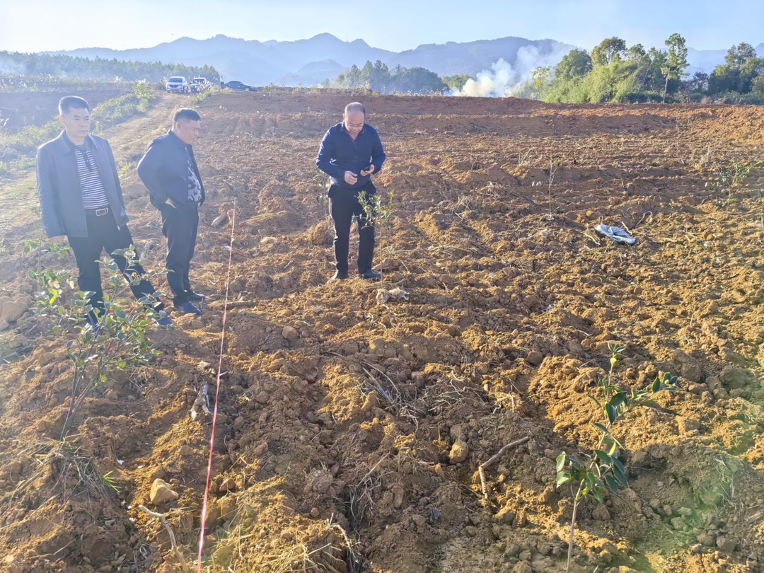 端橋鋪鎮：油茶種植正當時，添“油”加綠助力鄉村振興