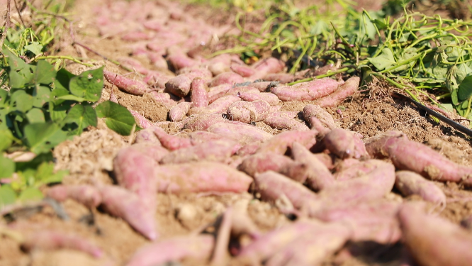 东安：红薯种植 带就业促增收