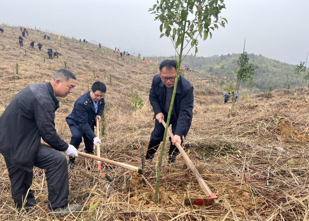 东安税务：植树造林添新绿 税务相伴增活力