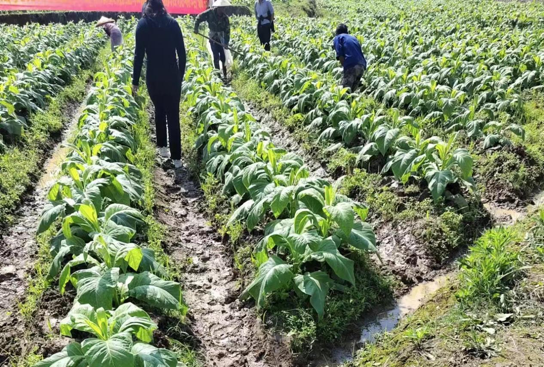 水岭乡：迈向高标准大培土与病虫害防治新征程