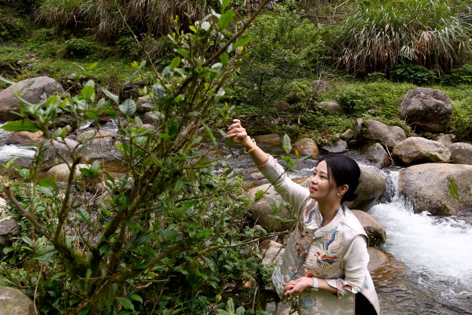 東安：非遺文化點亮茶旅融合魅力