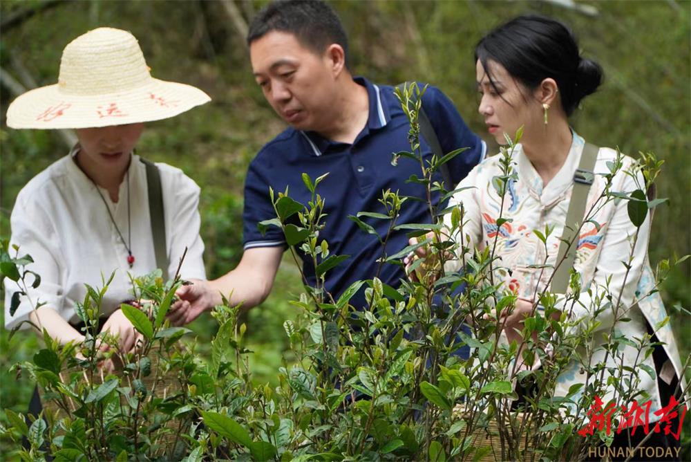 东安：竹间茶让山民富起来