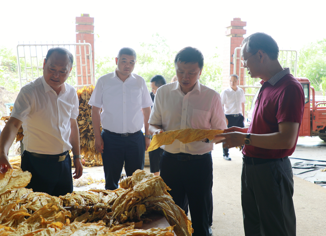 唐何到大廟口鎮(zhèn)、紫溪市鎮(zhèn)調(diào)研煙葉生產(chǎn)工作