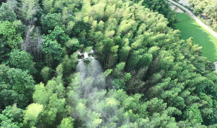 东安：3.8万亩竹林遇虫害  无人机防治黄脊竹蝗