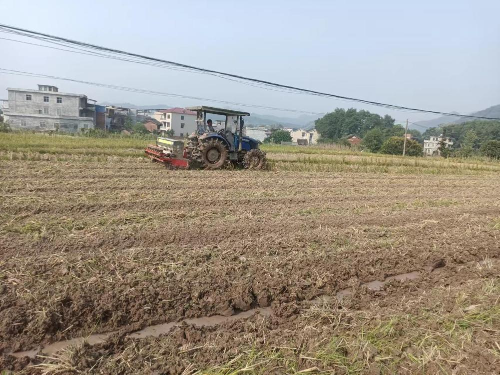 東安縣新圩江鎮：秋種油菜正當時