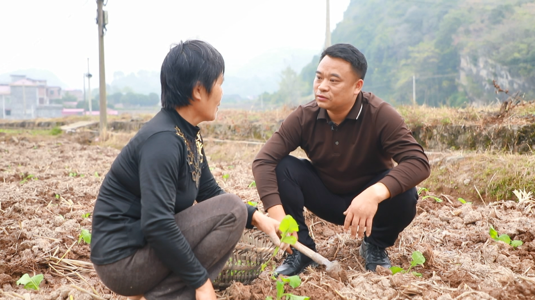 东安：抢抓农时忙 油菜移栽正当时