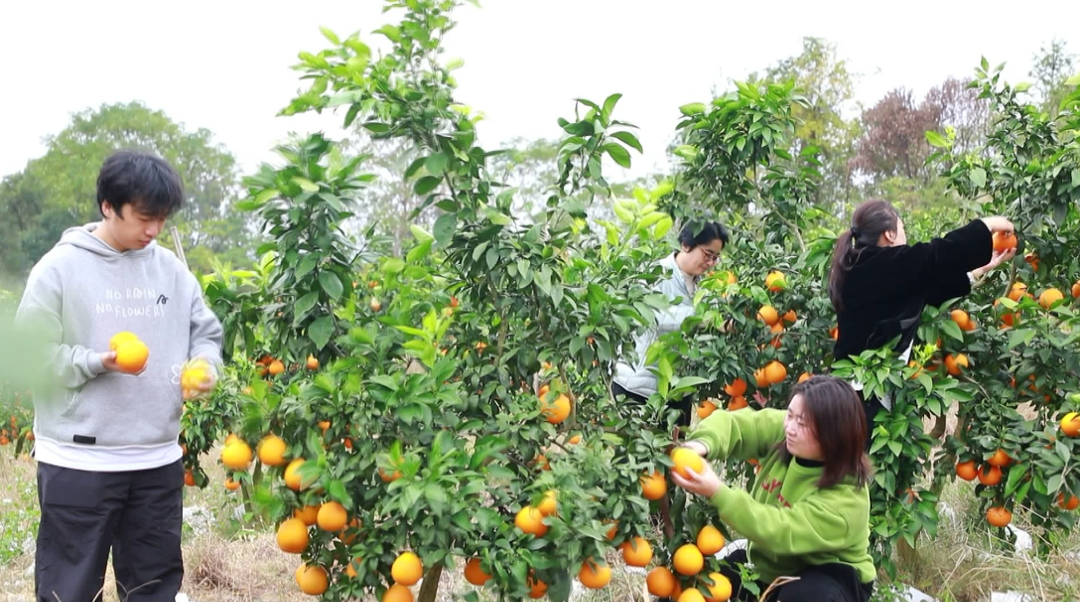 东安：果冻橙“甜蜜”上市 采摘尝鲜正当时