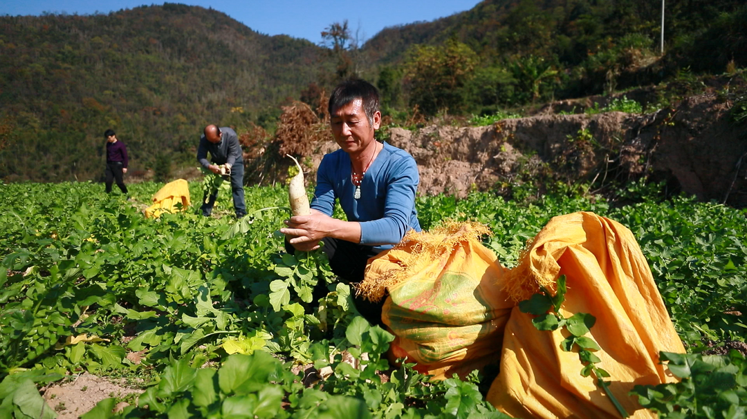 东安：高山萝卜迎丰收 项目扶持铺就致富路